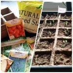 [Image Description: Two different photos side by side, On the left is a collection of plant seeds, fertilizer, and a stack of empty seed starter pods. On the right are a few rows of pods with a few seedlings popping out of the soil ]